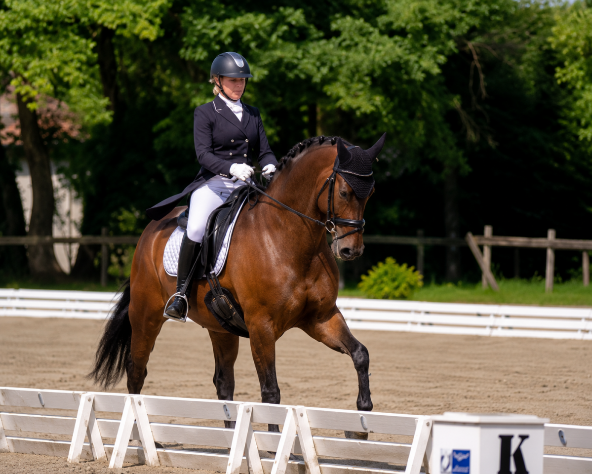 Hongre - Hanovrien - 9 ans - Dressage - PSG - France