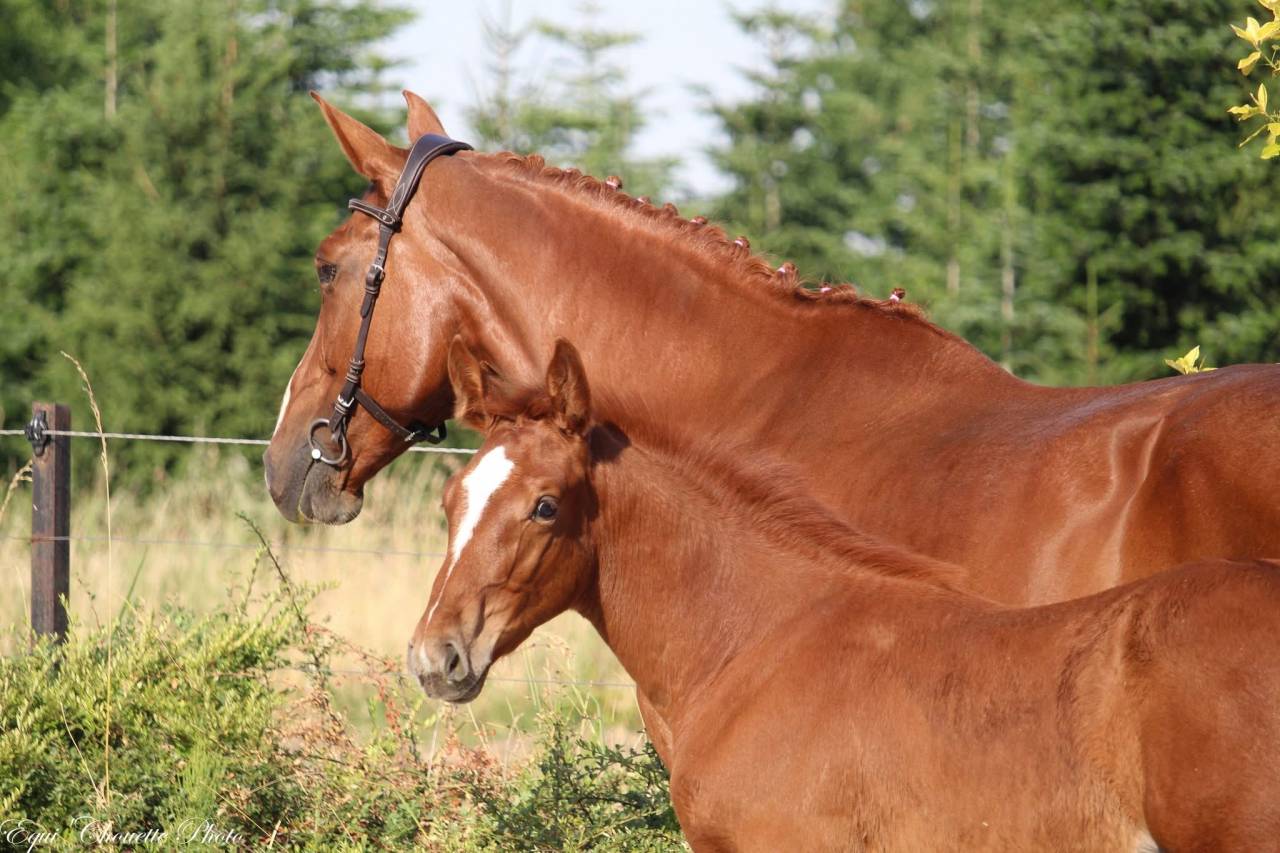 A vendre Foal M&acirc;le Selle fran&ccedil;ais 