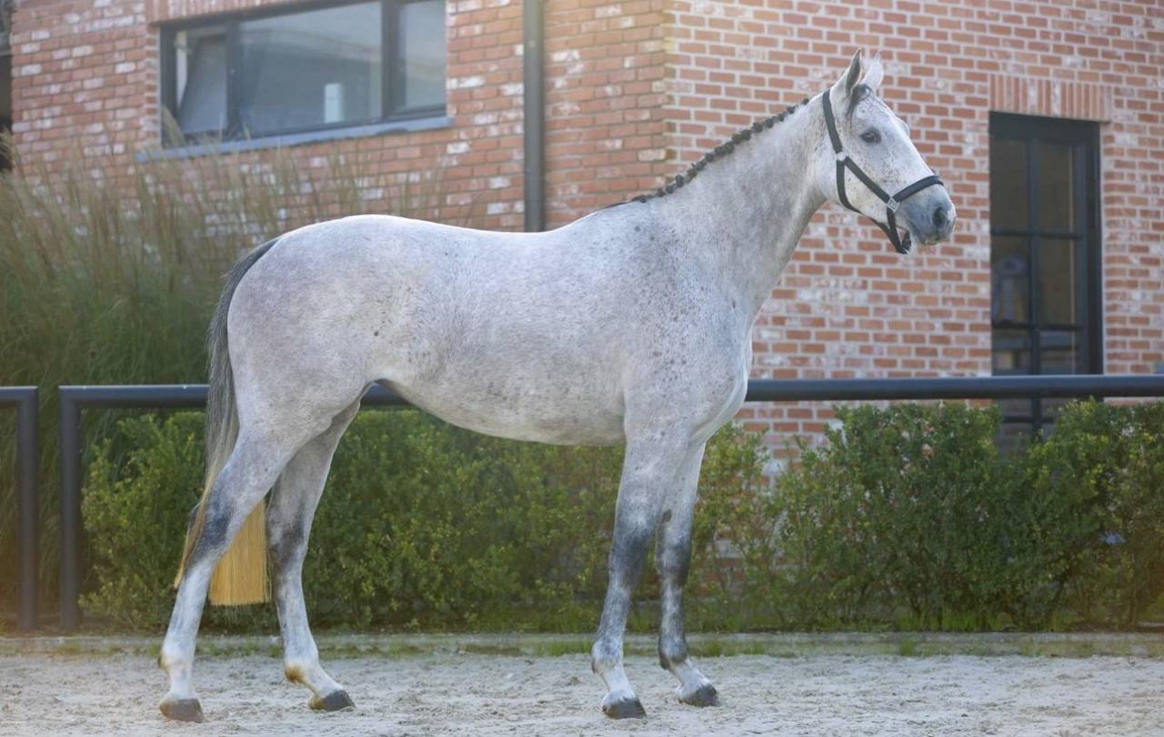 Jument de 5 ans &agrave; vendre 