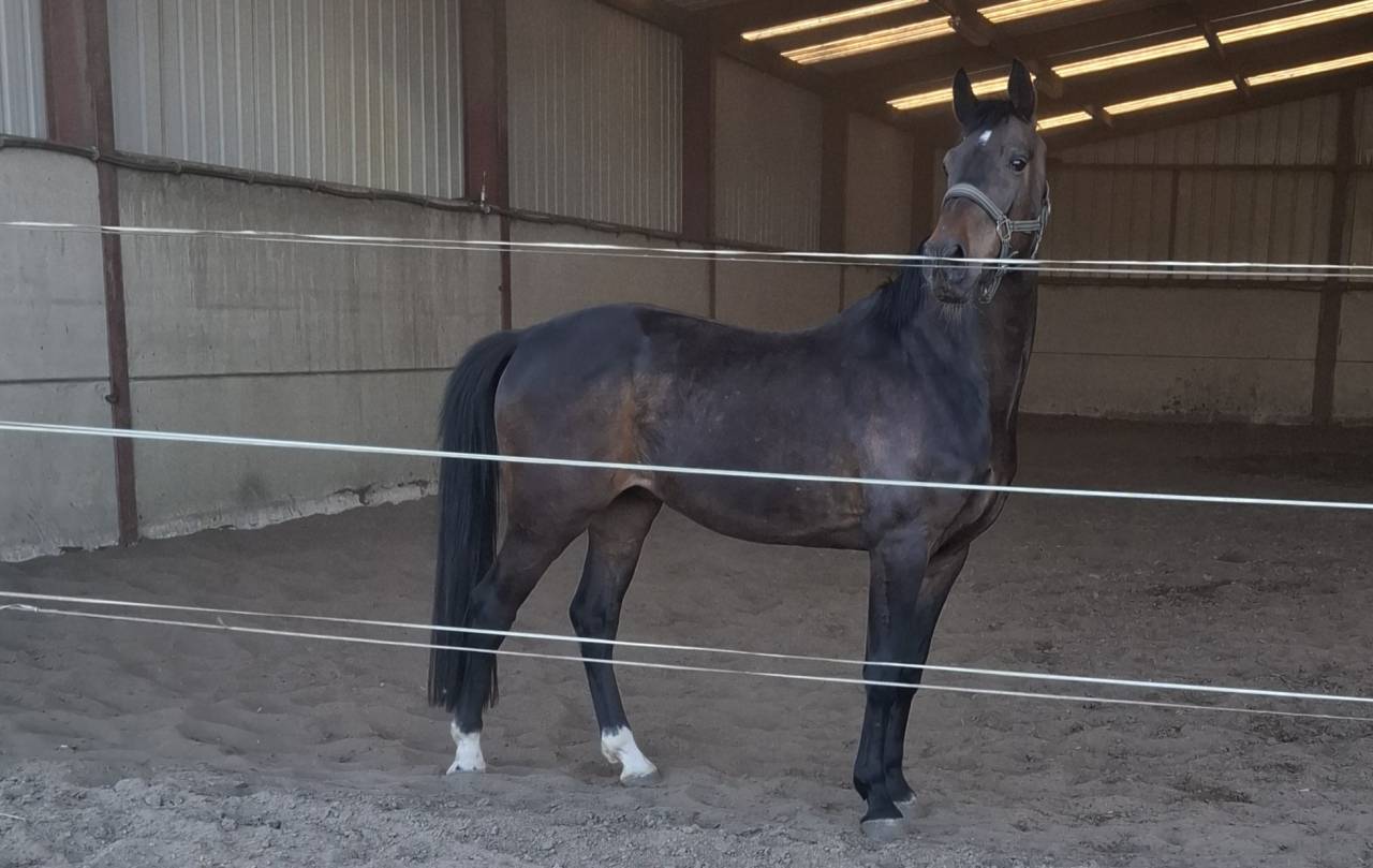 Top cheval de rando