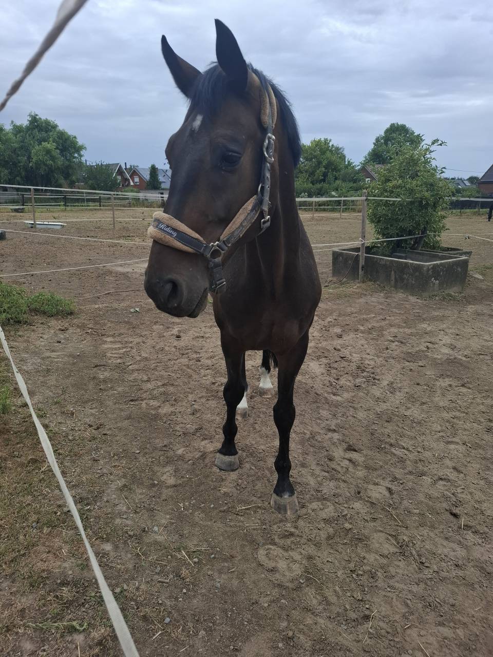 Top cheval de rando