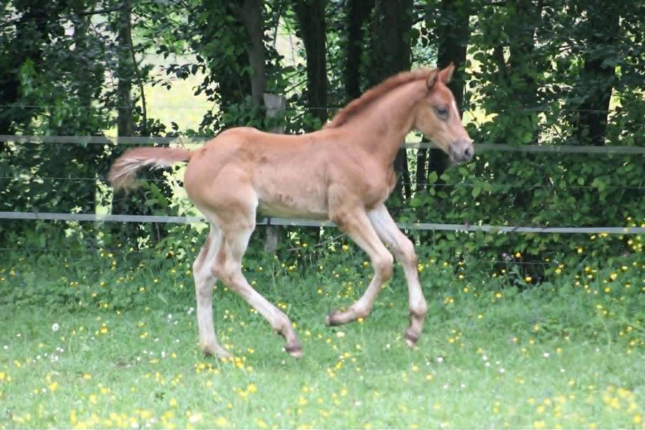 K&rsquo;ptain DHF Z &ndash; Foal rare par Kassander, 80% Black Type