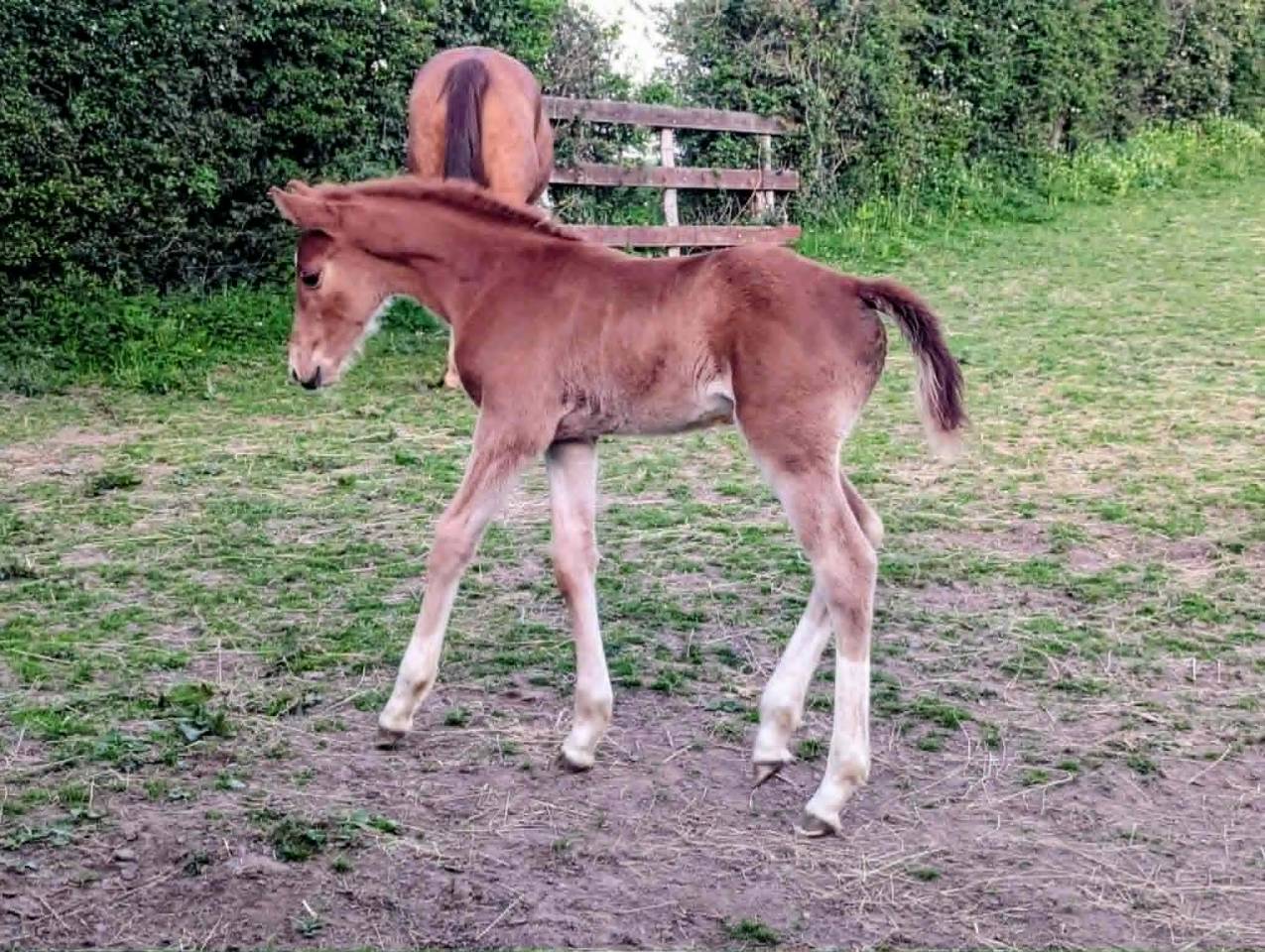 K&rsquo;ptain DHF Z &ndash; Foal rare par Kassander, 80% Black Type