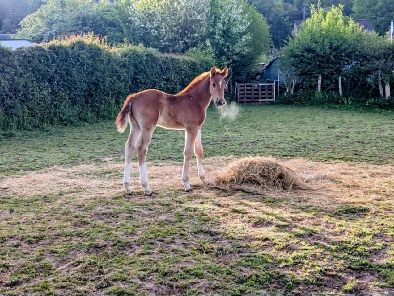 K&rsquo;ptain DHF Z &ndash; Foal rare par Kassander, 80% Black Type
