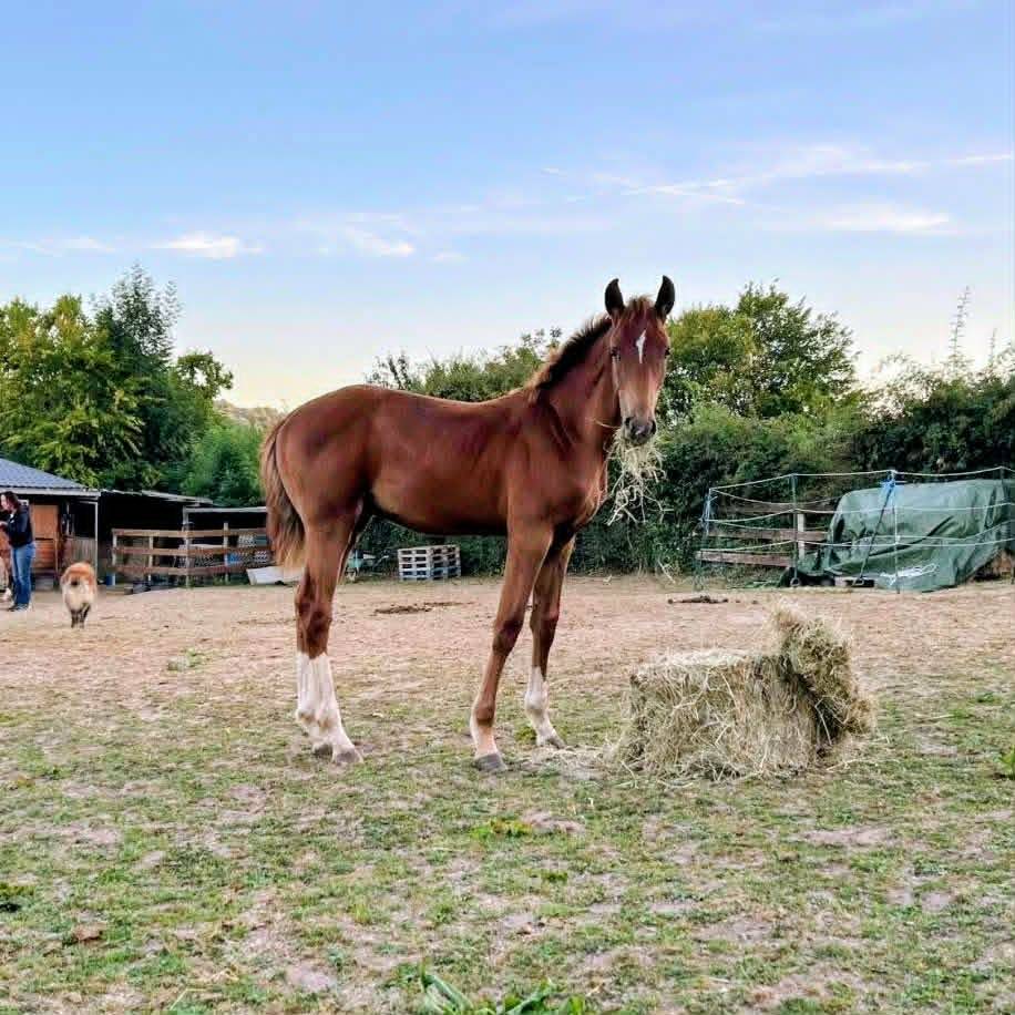 K&rsquo;ptain DHF Z &ndash; Foal rare par Kassander, 80% Black Type