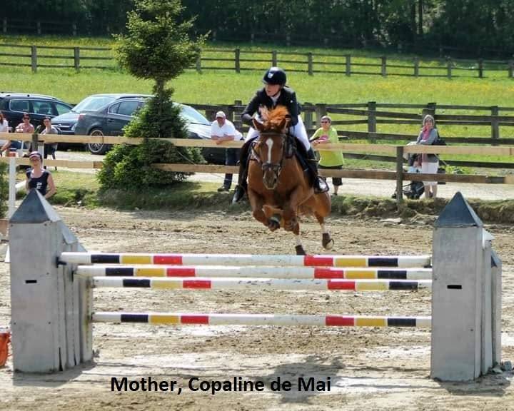 K&rsquo;ptain DHF Z &ndash; Foal rare par Kassander, 80% Black Type