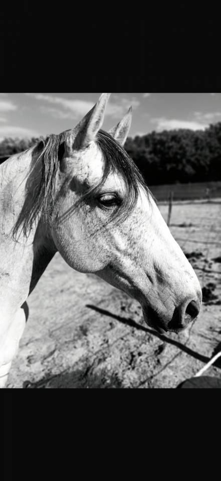 &Agrave; VENDRE &ndash; RAMS&Egrave;S ? Lusitanien &bull; 7 ans &bull; 1,61 m