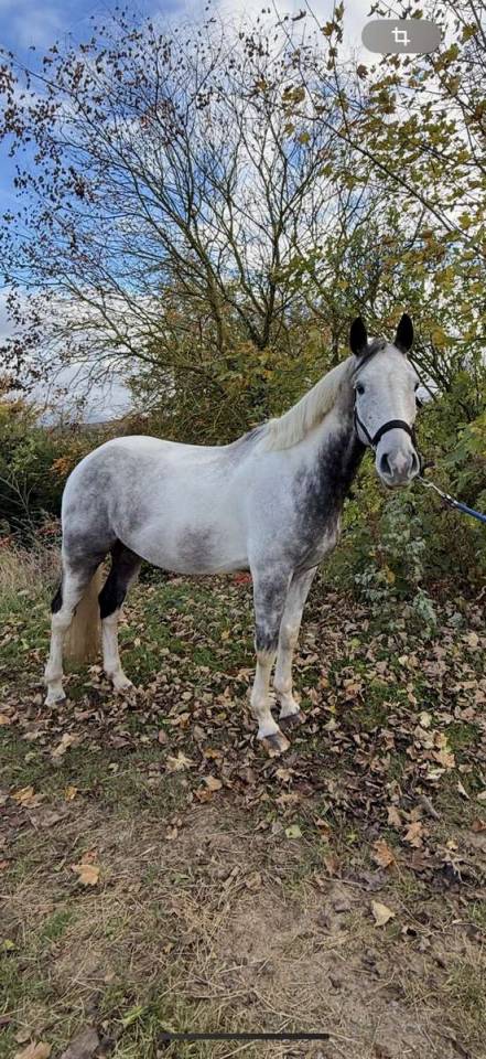 ⭐️ IDEFIX DE LALOIS ⭐️