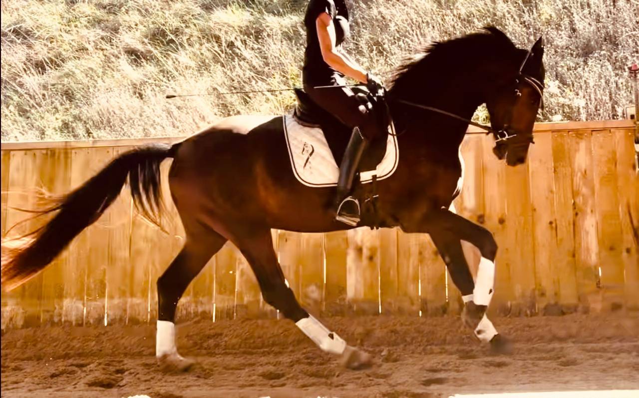 Hongre - KWPN - 3 ans - Dressage - France