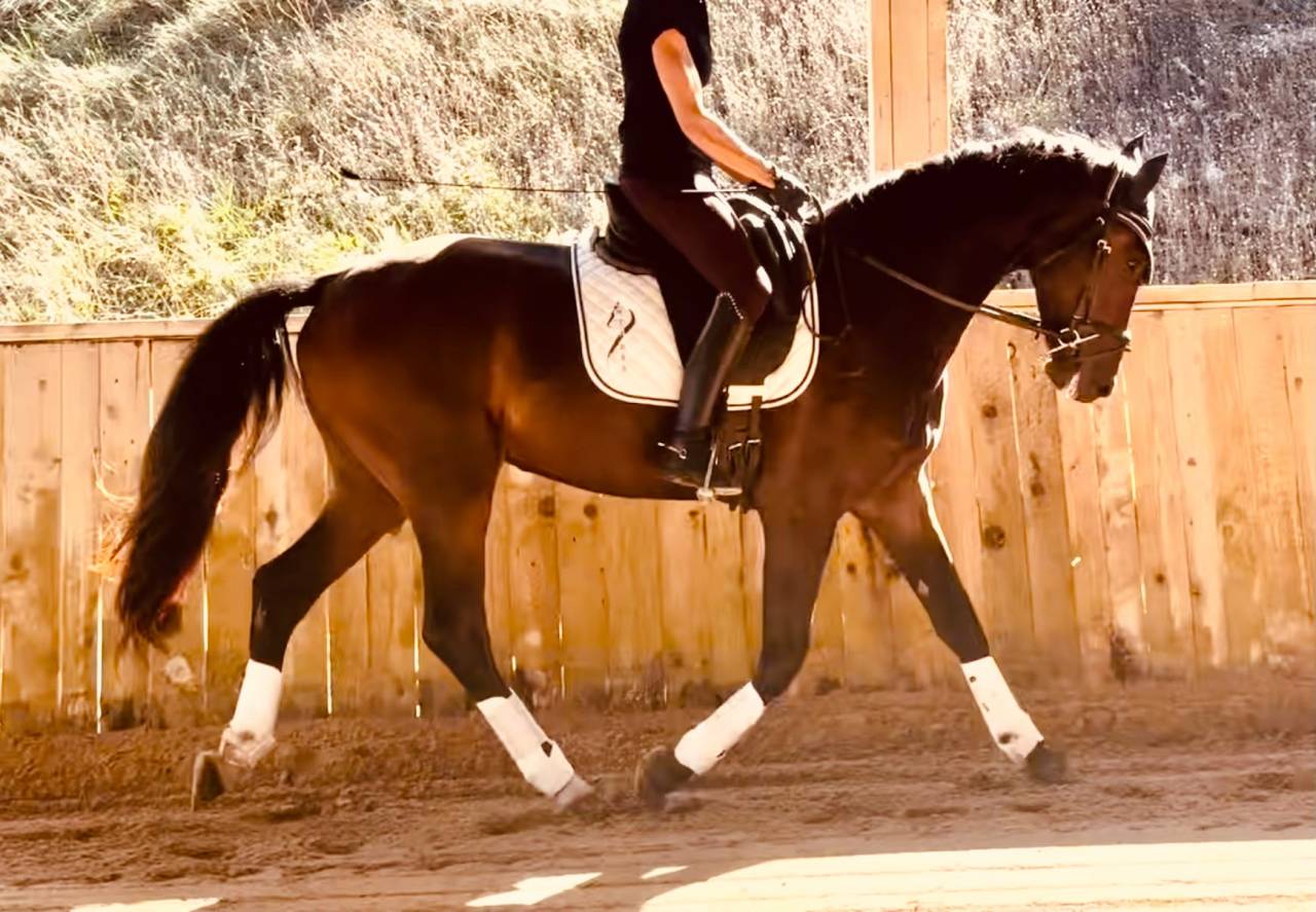 Hongre - KWPN - 3 ans - Dressage - France