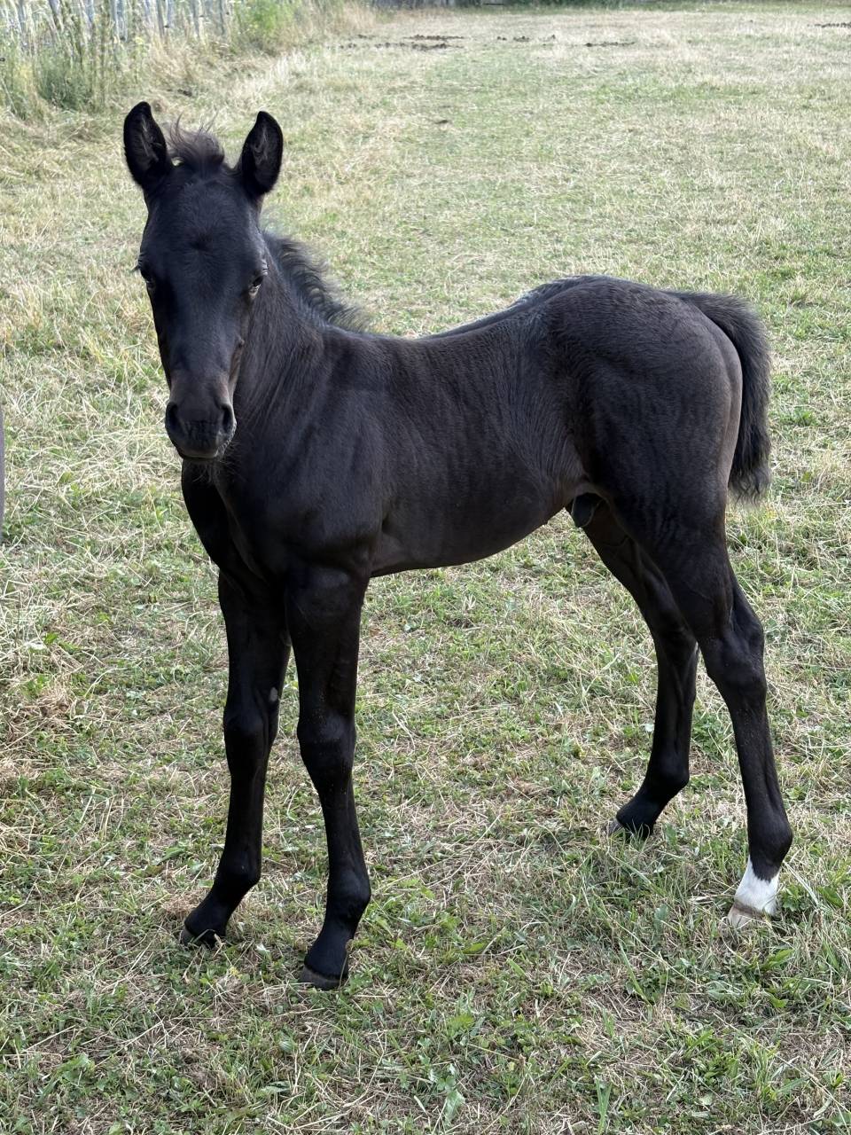 Poulain