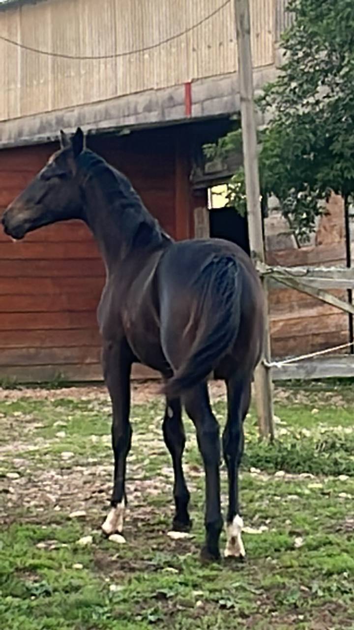 Oxford de Hiege SF 2 ans, dressage 