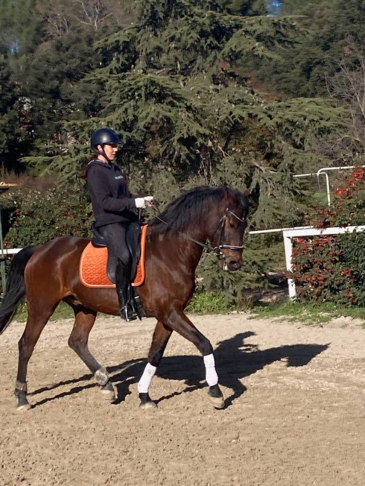 Cheval de sport