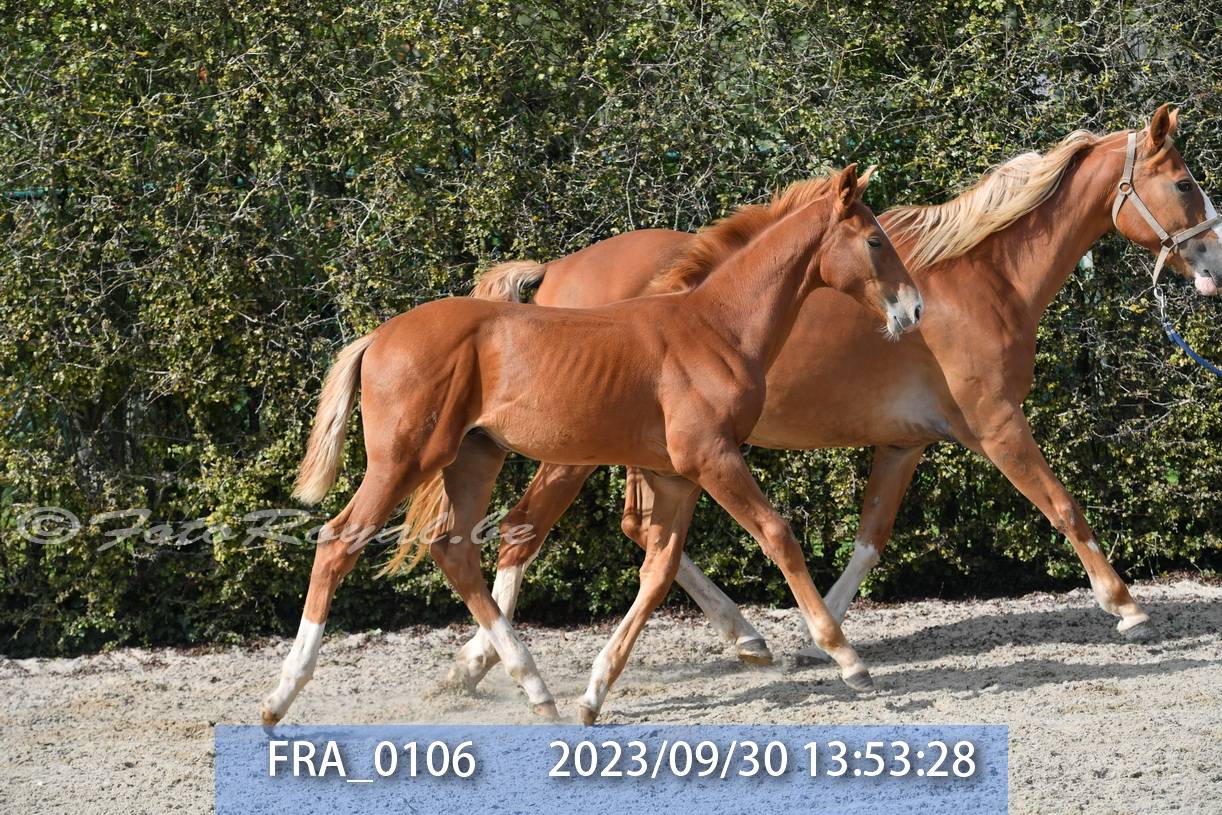 JUMENT 8 ANS BWP ORIGINES SF