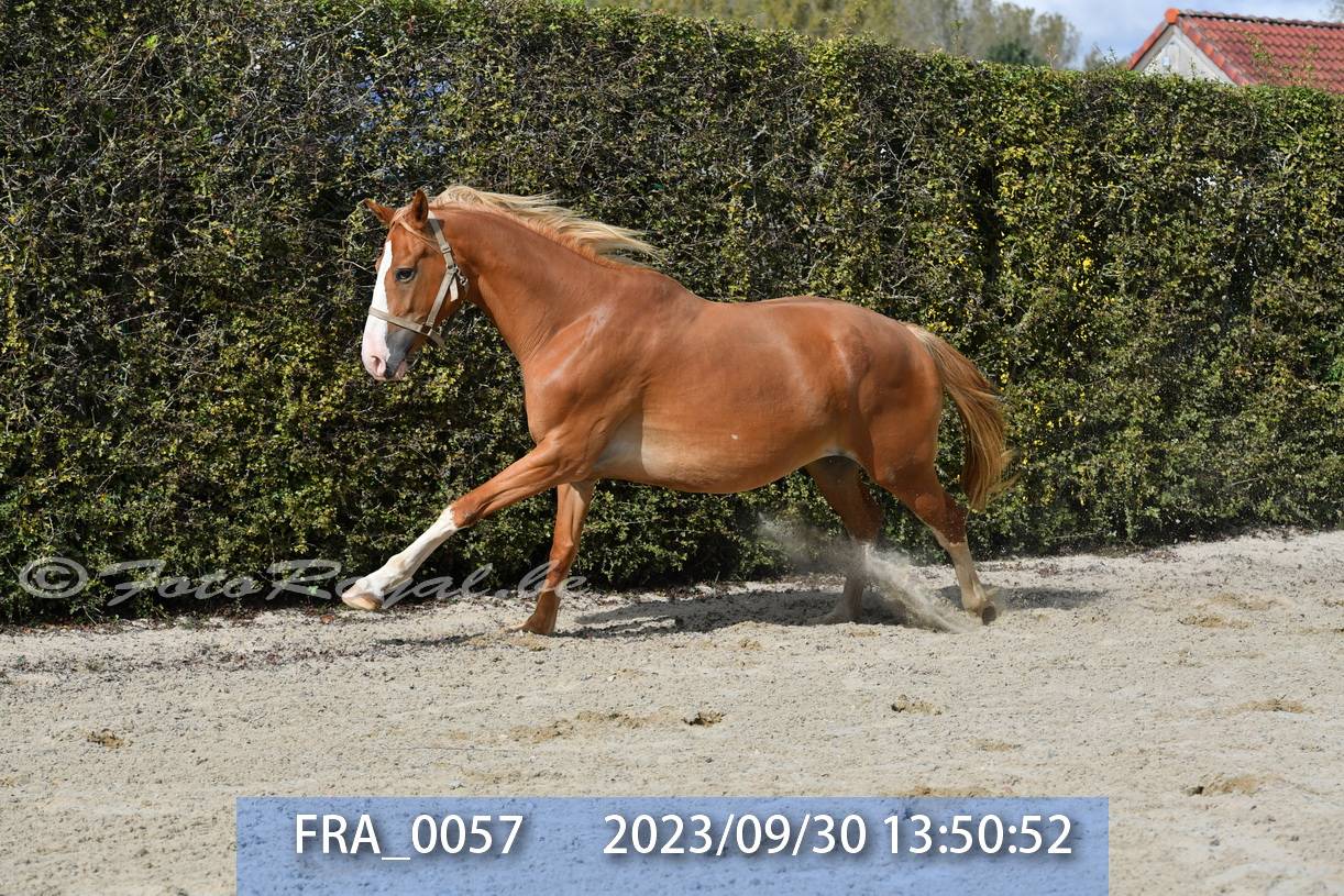 JUMENT 8 ANS BWP ORIGINES SF