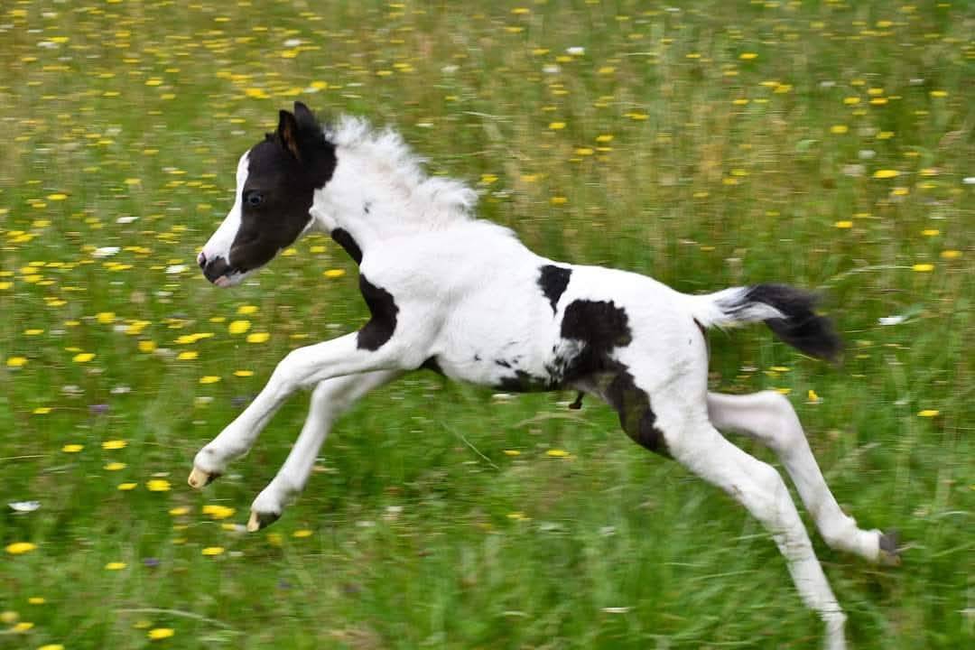 Cheval miniature am&eacute;ricain pie noir 