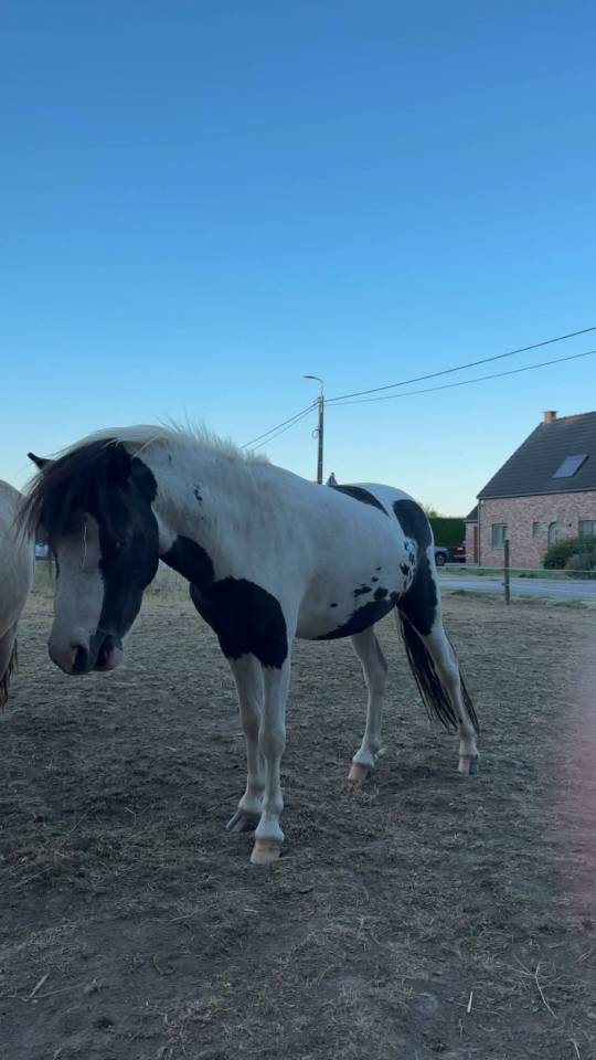 Cheval miniature am&eacute;ricain pie noir 