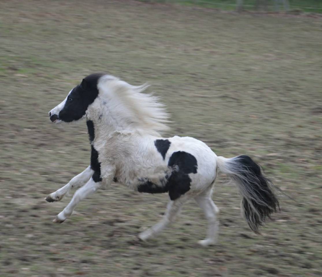 Cheval miniature am&eacute;ricain pie noir 