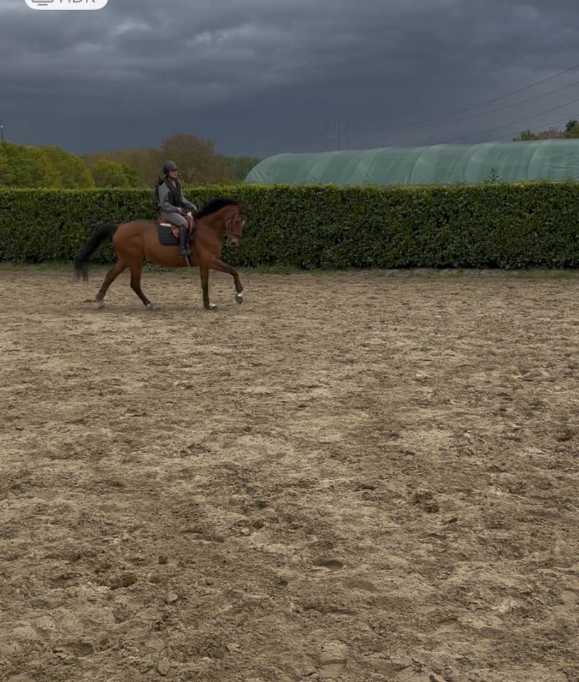 Tr&egrave;s jolie jument selle fran&ccedil;ais 14 ans 