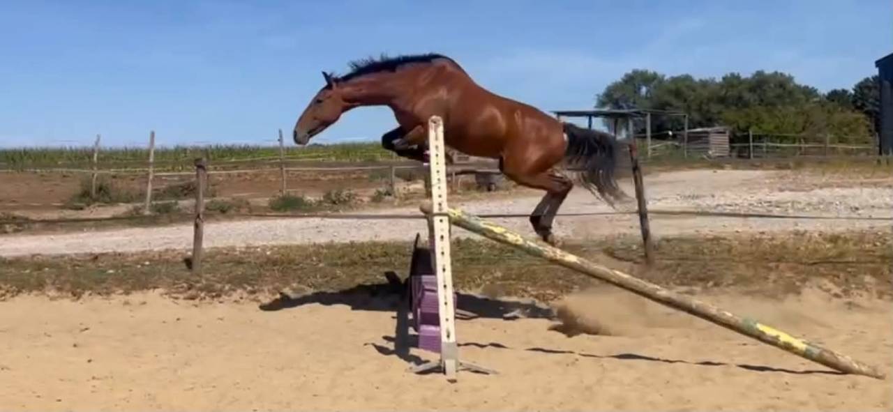 Poney cso /cce 