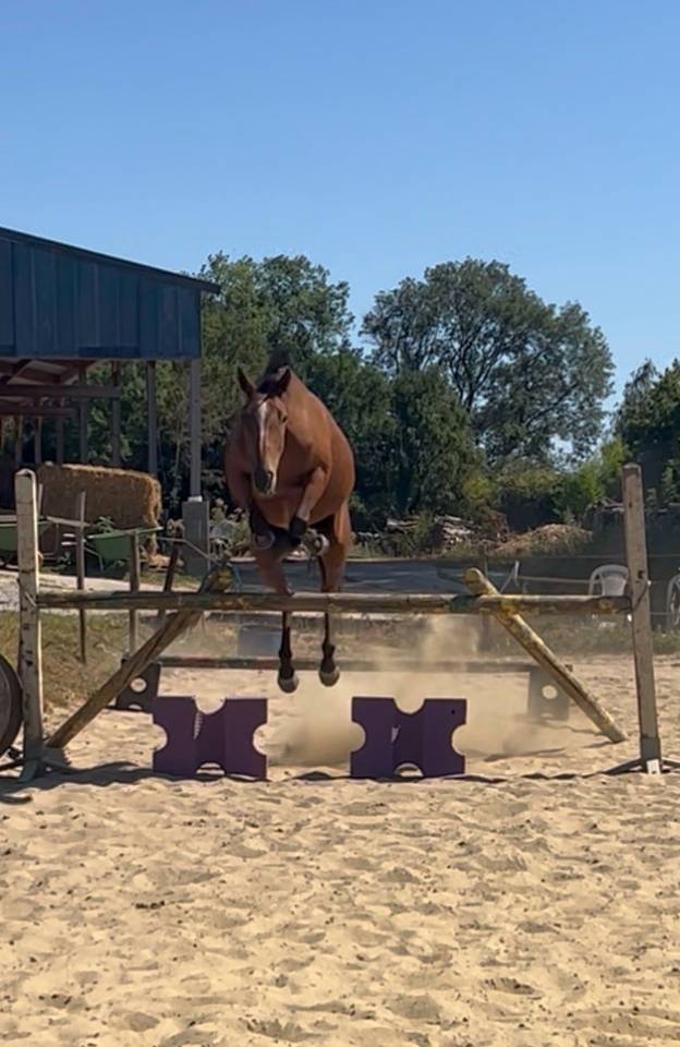 Poney cso /cce 