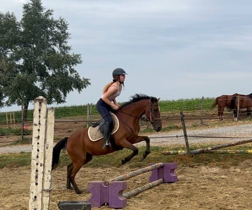 Poney cso /cce 