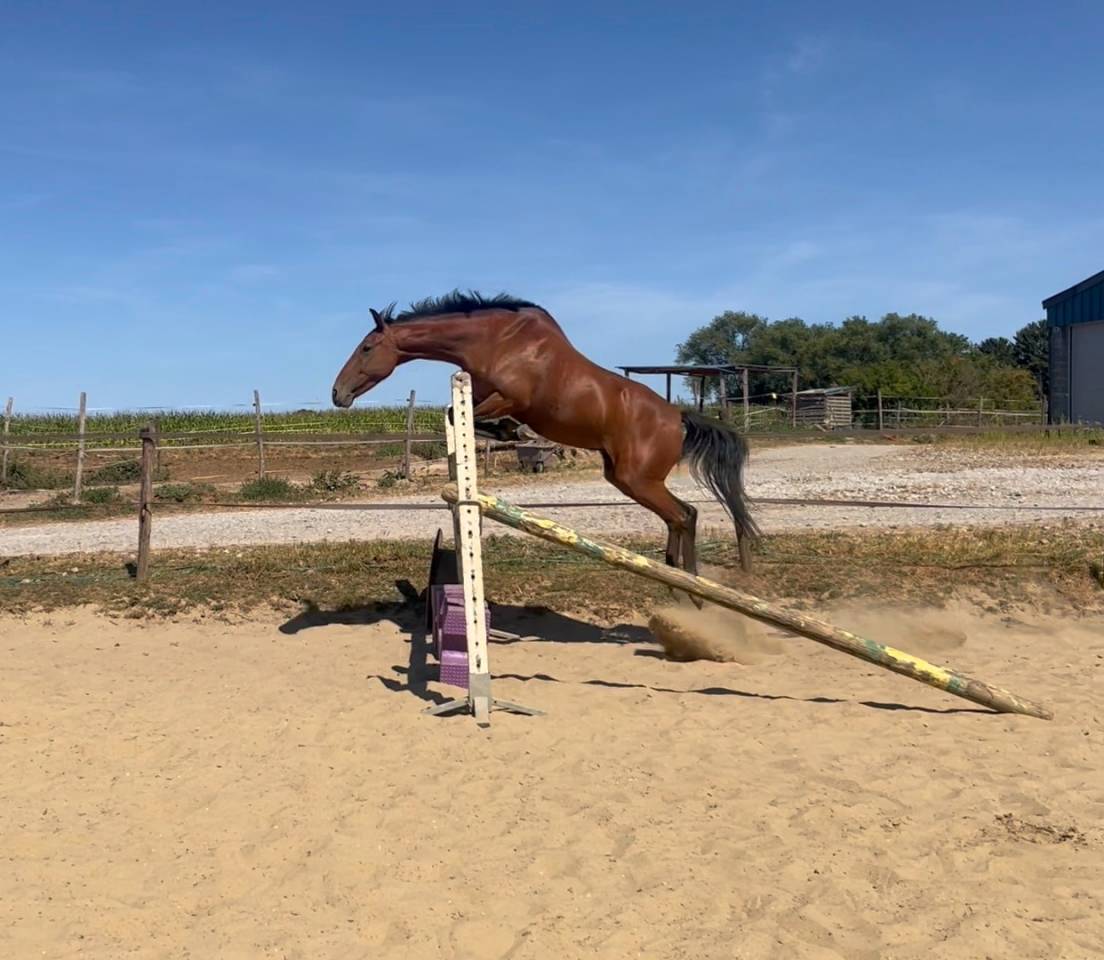 Poney cso /cce 