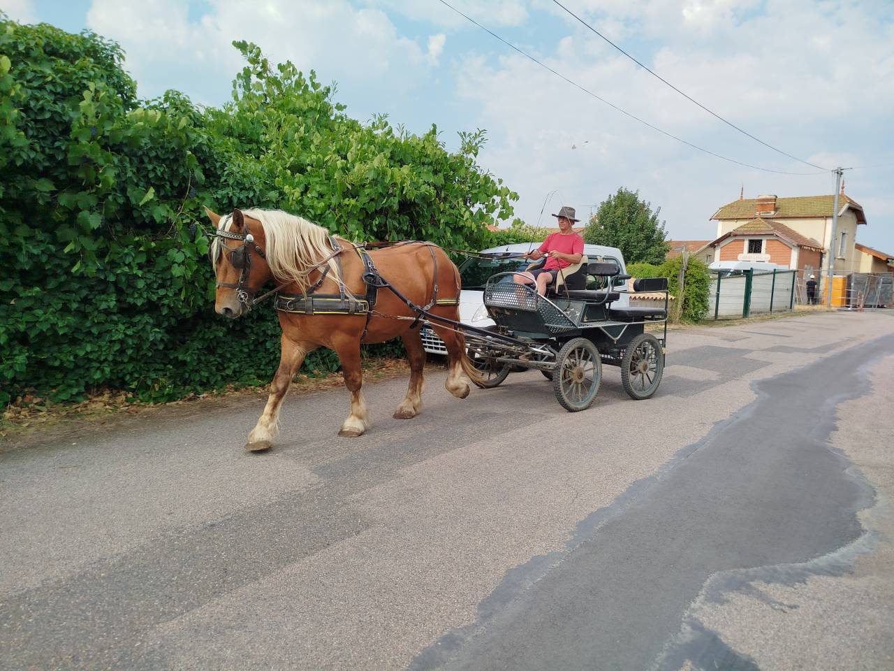 Martin, Cheval Hongre Comtois