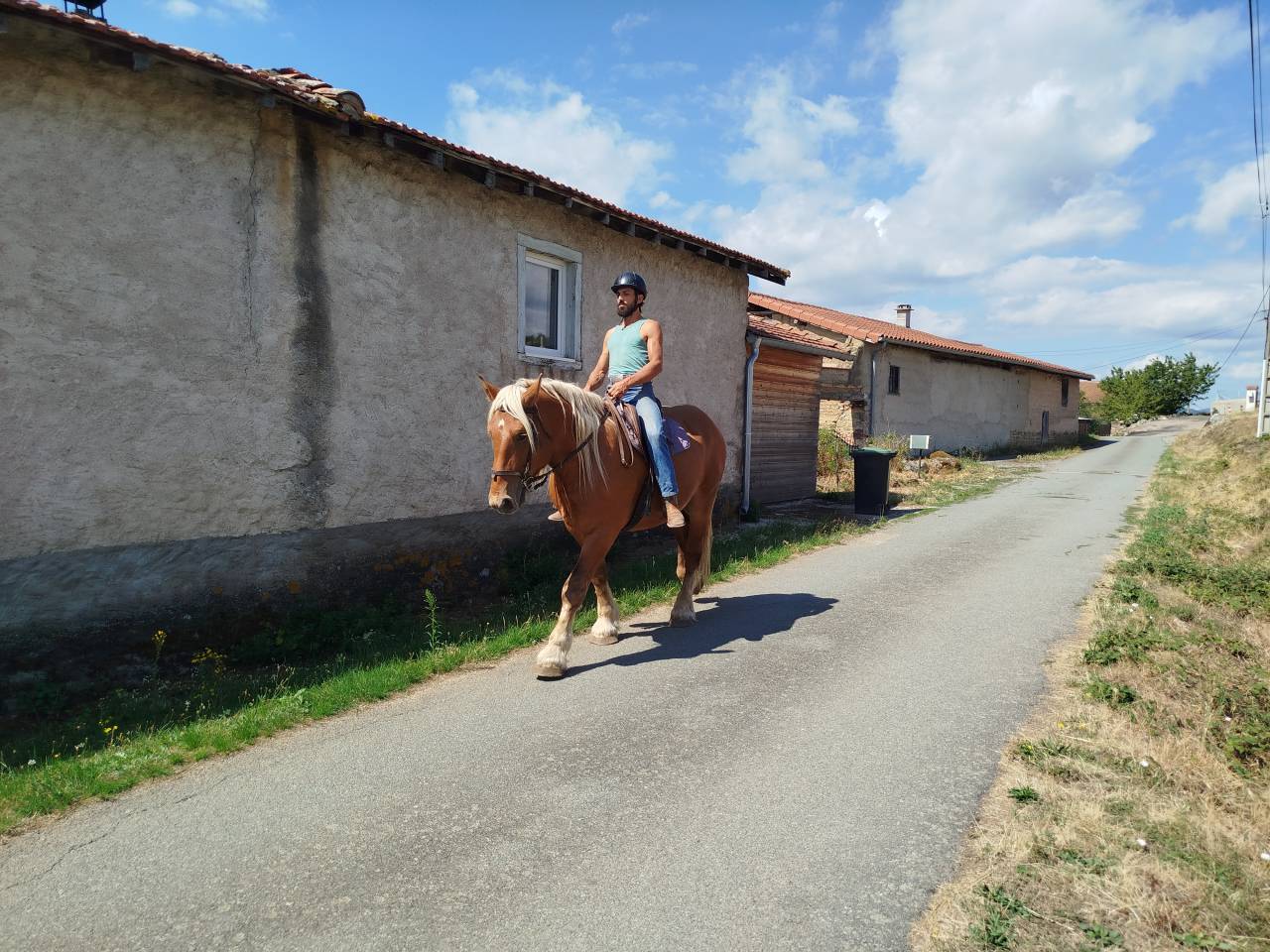Martin, Cheval Hongre Comtois