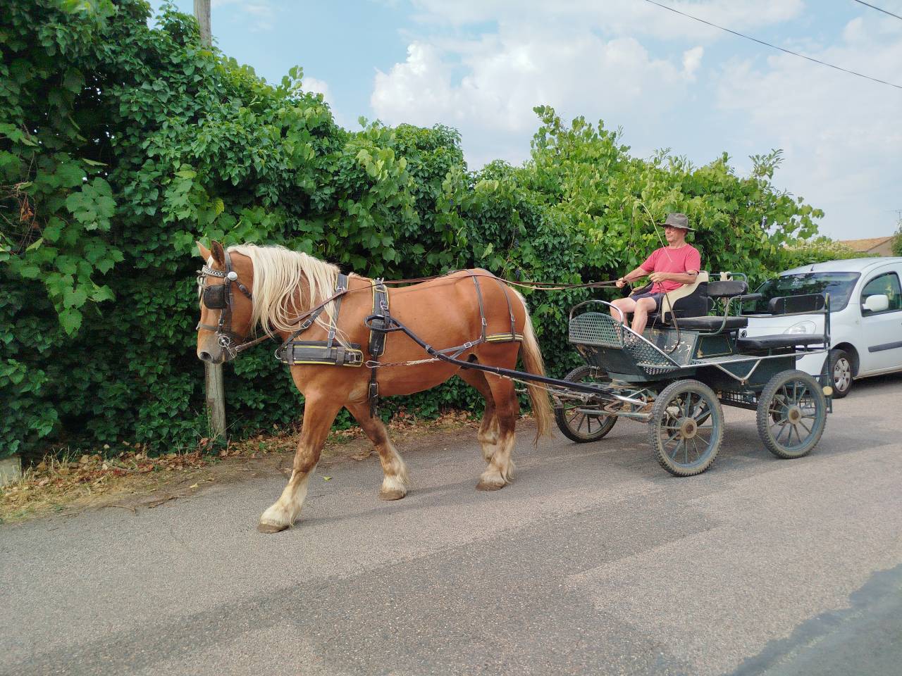 Martin, Cheval Hongre Comtois