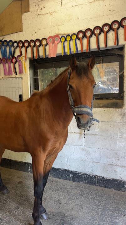 A vendre VIGO JOY
