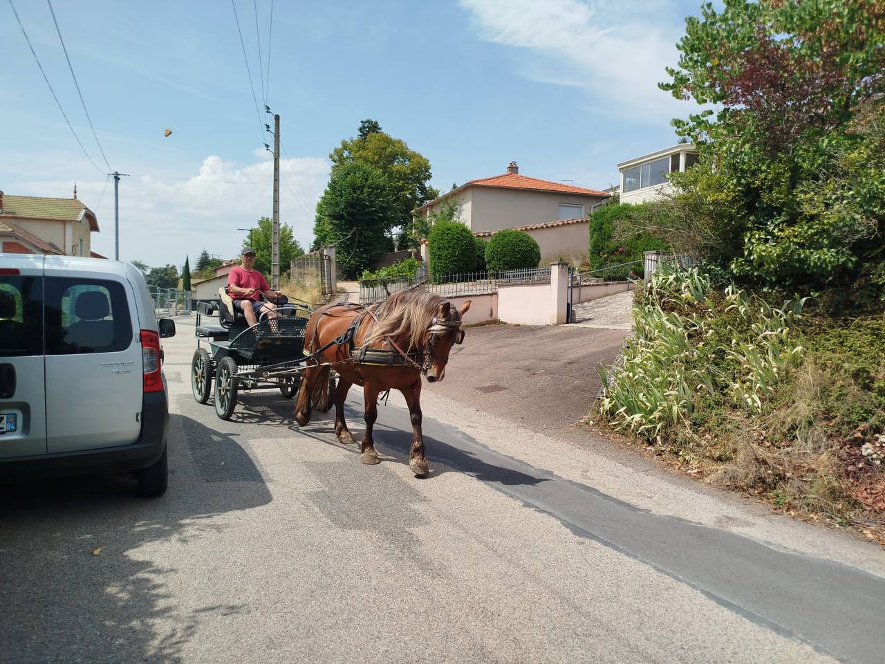 Lutesse, jument Comtoise