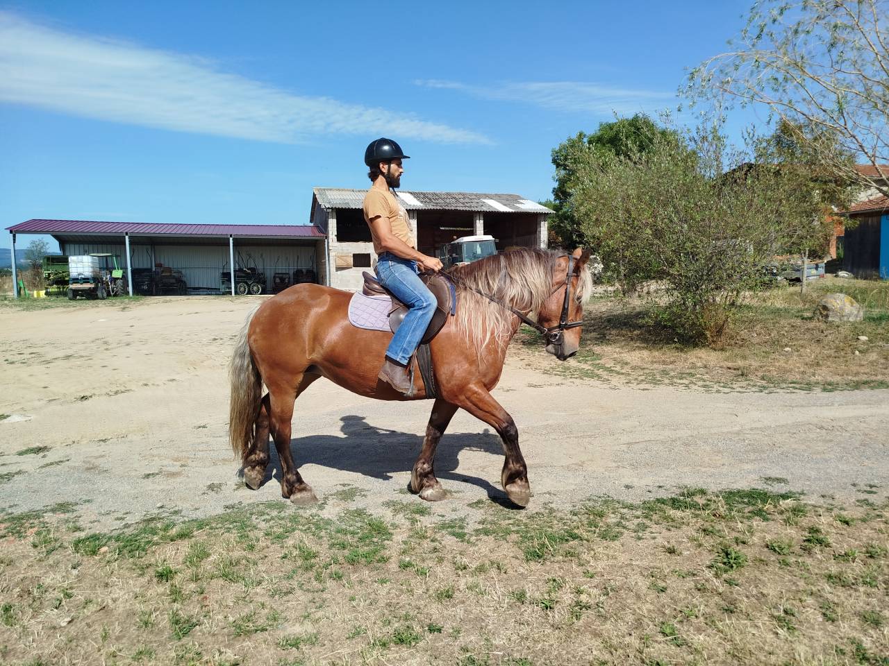 Lutesse, jument Comtoise