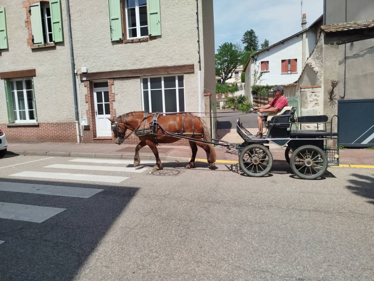 Lutesse, jument Comtoise