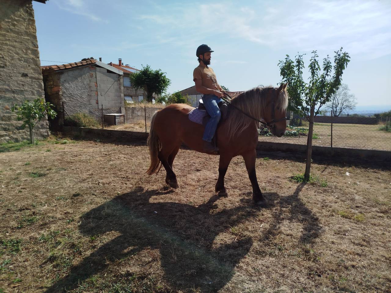 Lutesse, jument Comtoise