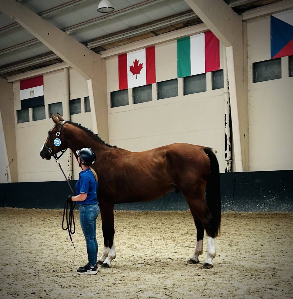 ? Deamon de Chachalix Z&ndash; 2 ans &ndash; Futur cheval de sport