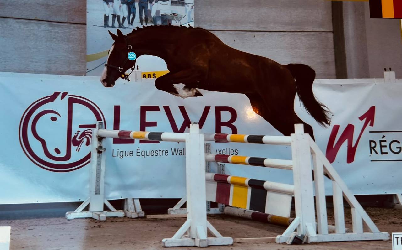 ? Deamon de Chachalix Z&ndash; 2 ans &ndash; Futur cheval de sport