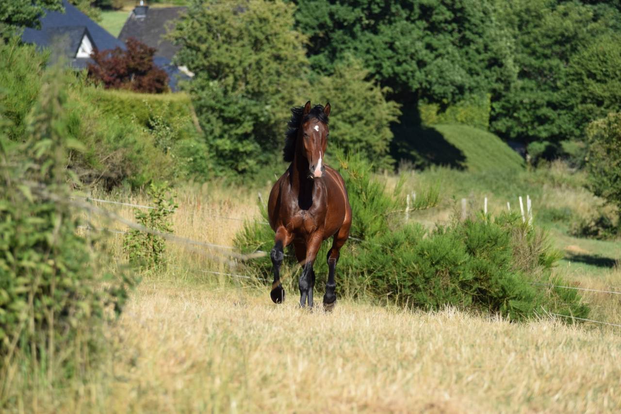 Hongre KWPN a vendre 4 ans 