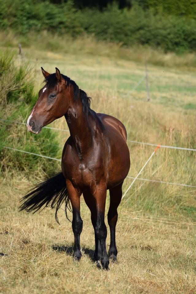 Hongre KWPN a vendre 4 ans 