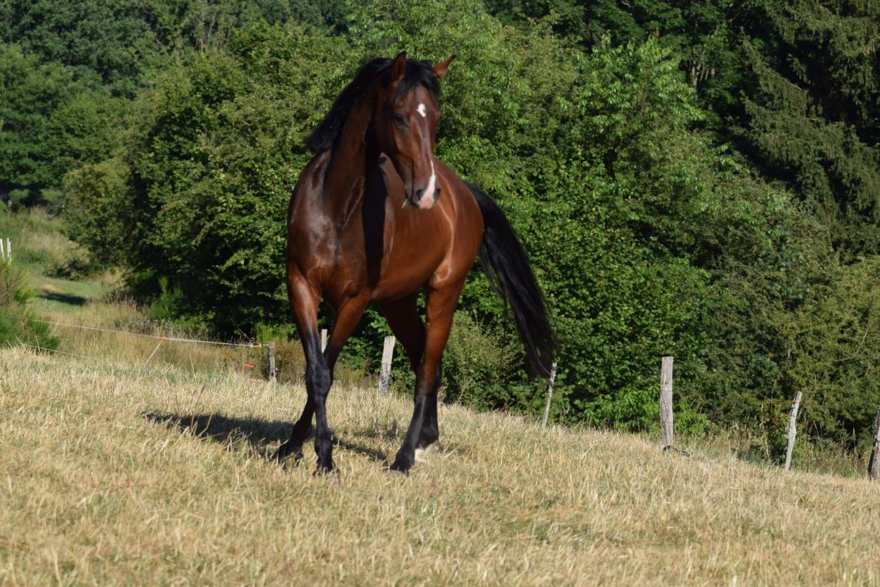 Hongre KWPN a vendre 4 ans 