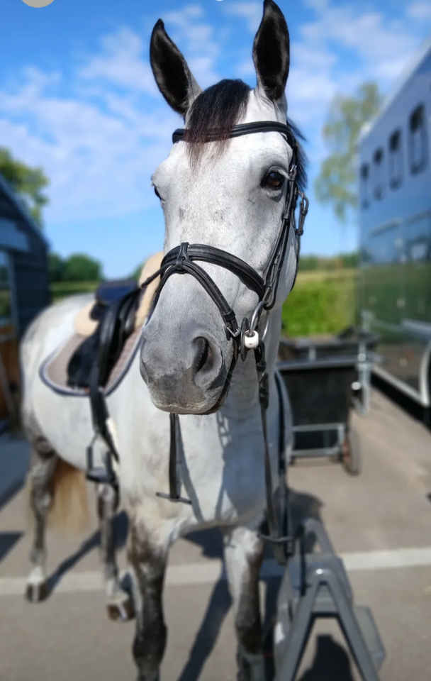 Jument Cheval de Sport Irlandais A vendre 2020 Gris