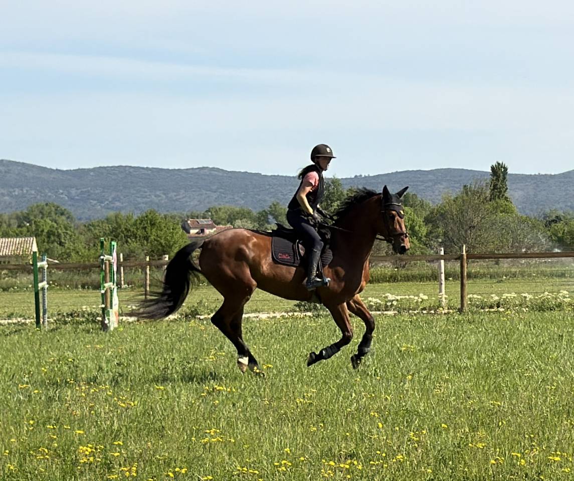 Jument de Sport CSO 