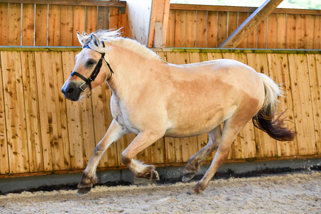 Jument - Fjord - 4 ans -Dressage / Polyvalente - France