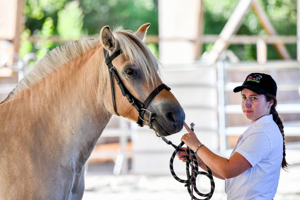 Jument - Fjord - 4 ans -Dressage / Polyvalente - France