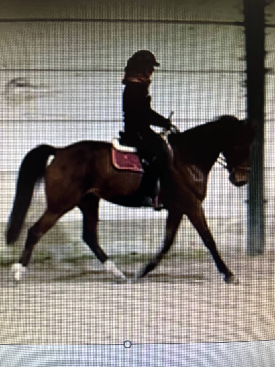 Hongre de 9 ans &agrave; vendre