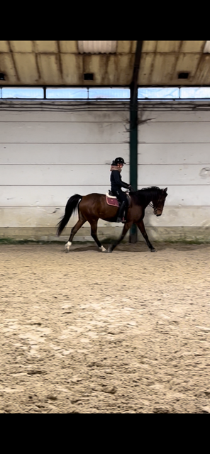 Hongre de 9 ans &agrave; vendre