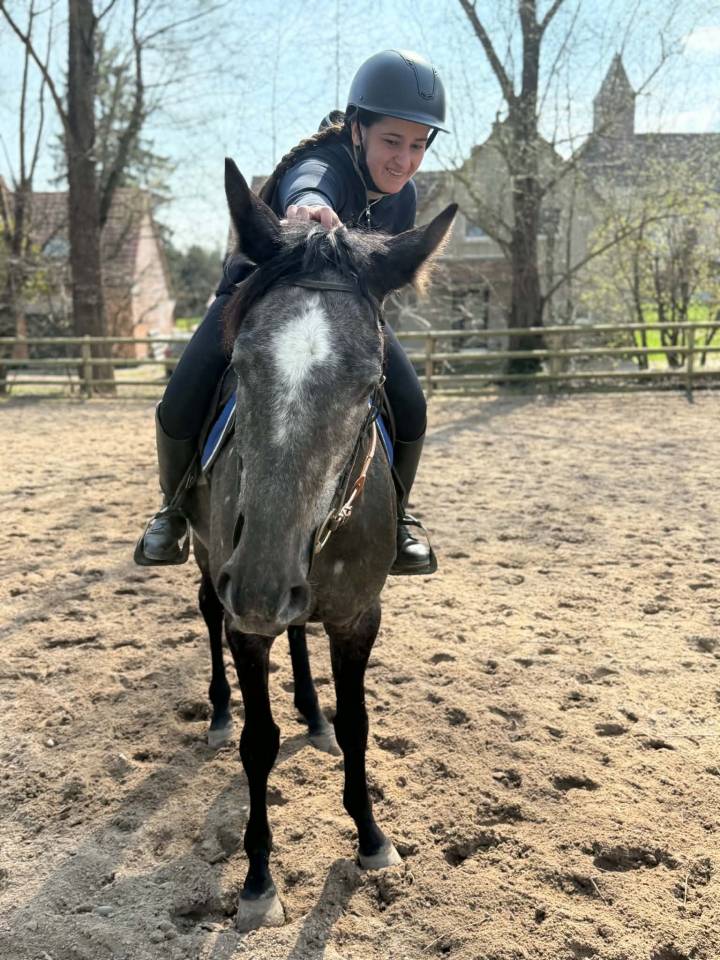Adorable cheval gris polyvalent de 5 ans