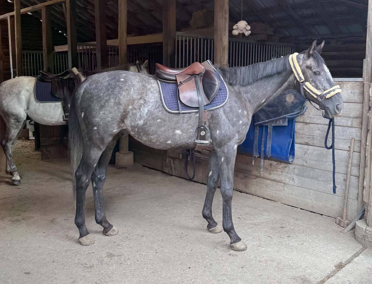 Adorable cheval gris polyvalent de 5 ans