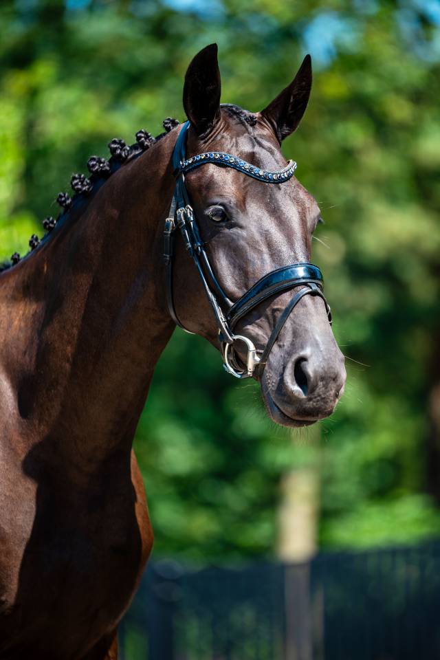 Magnifique hongre de 4ans exp&eacute;rience concours