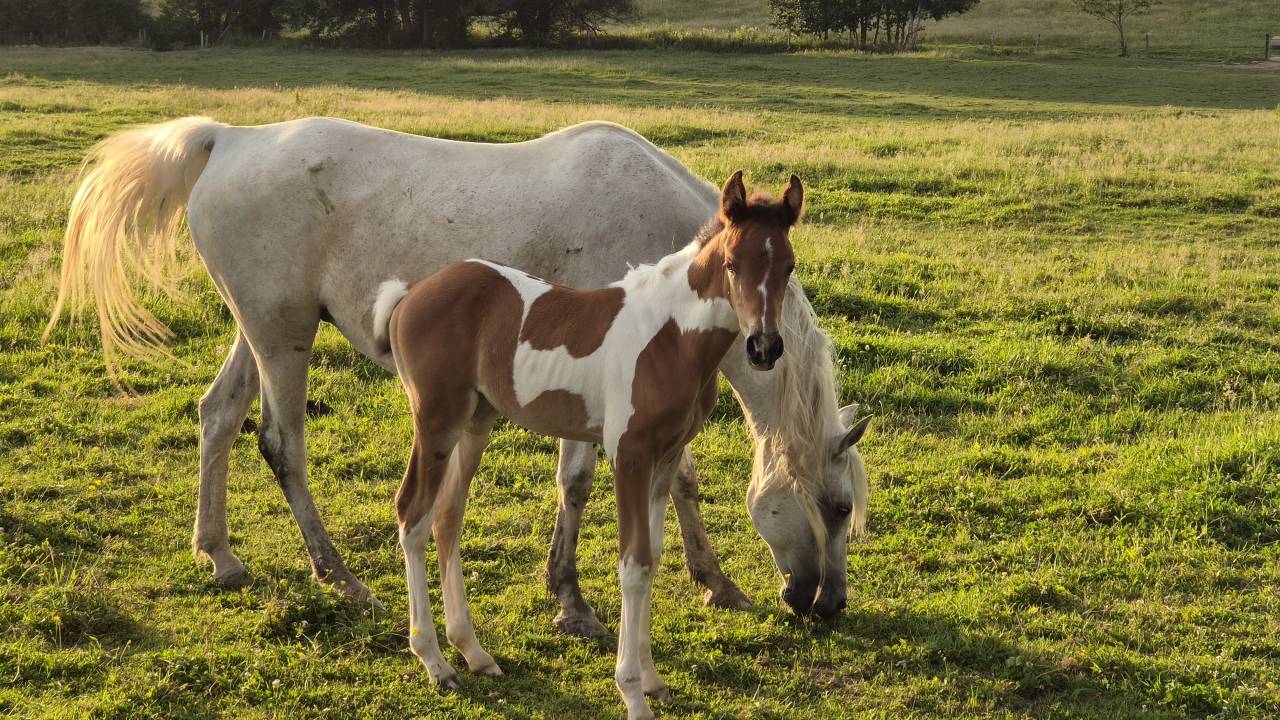 Pouliche dsa arabe disponible au sevrage 